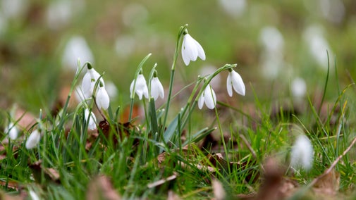 A clump of snowdrops shot at a low angle, set amid green grass and crisp brown leaves. Slightly damp from recent rain.